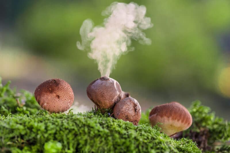 the emerging threat of fungal pathogens