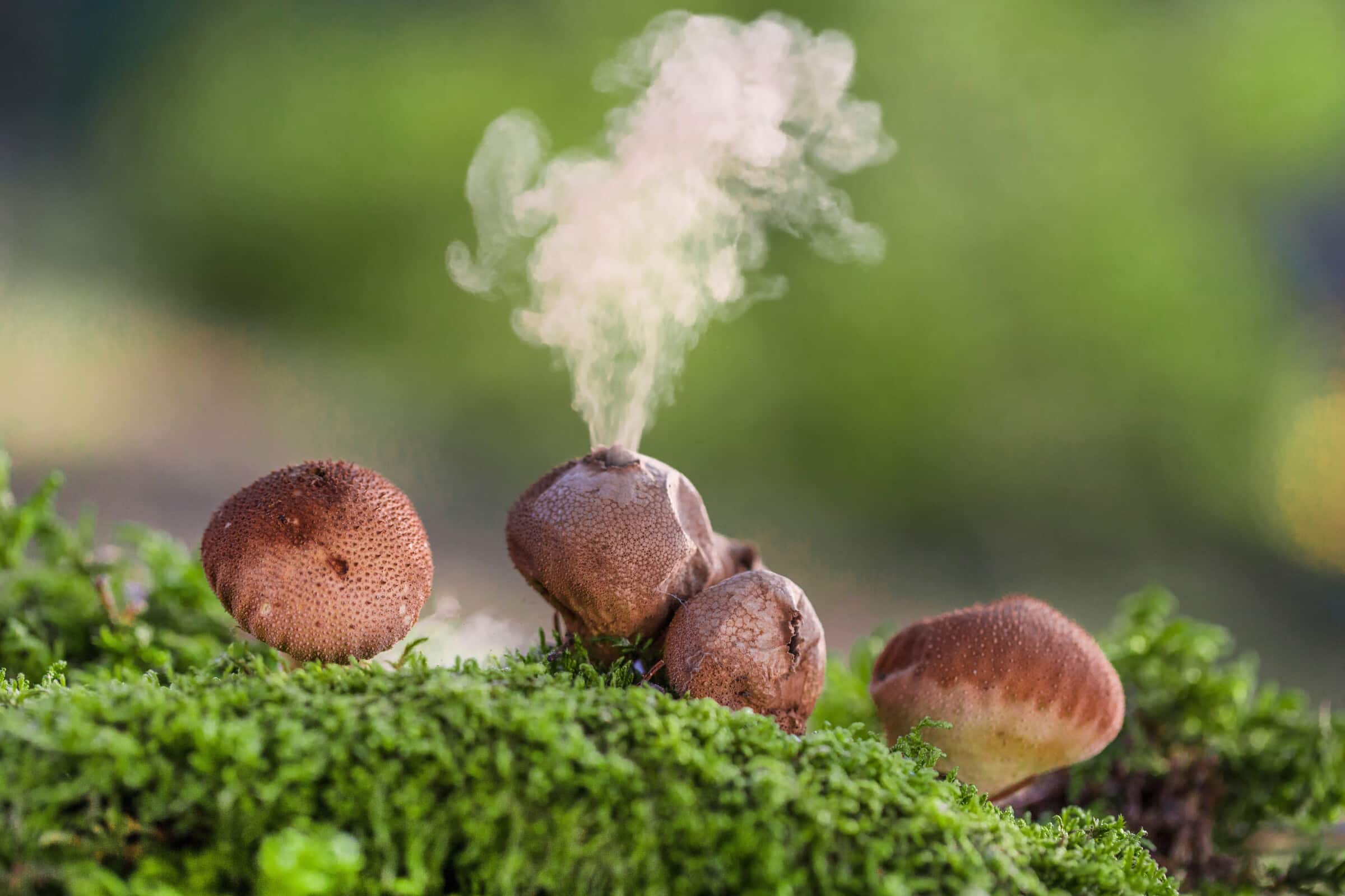 the emerging threat of fungal pathogens
