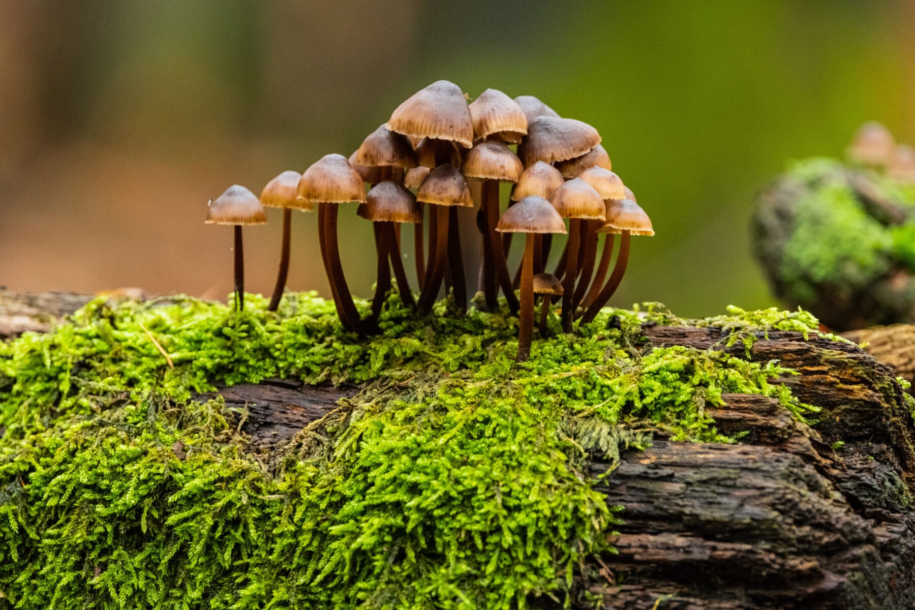 the emerging threat of fungal pathogens