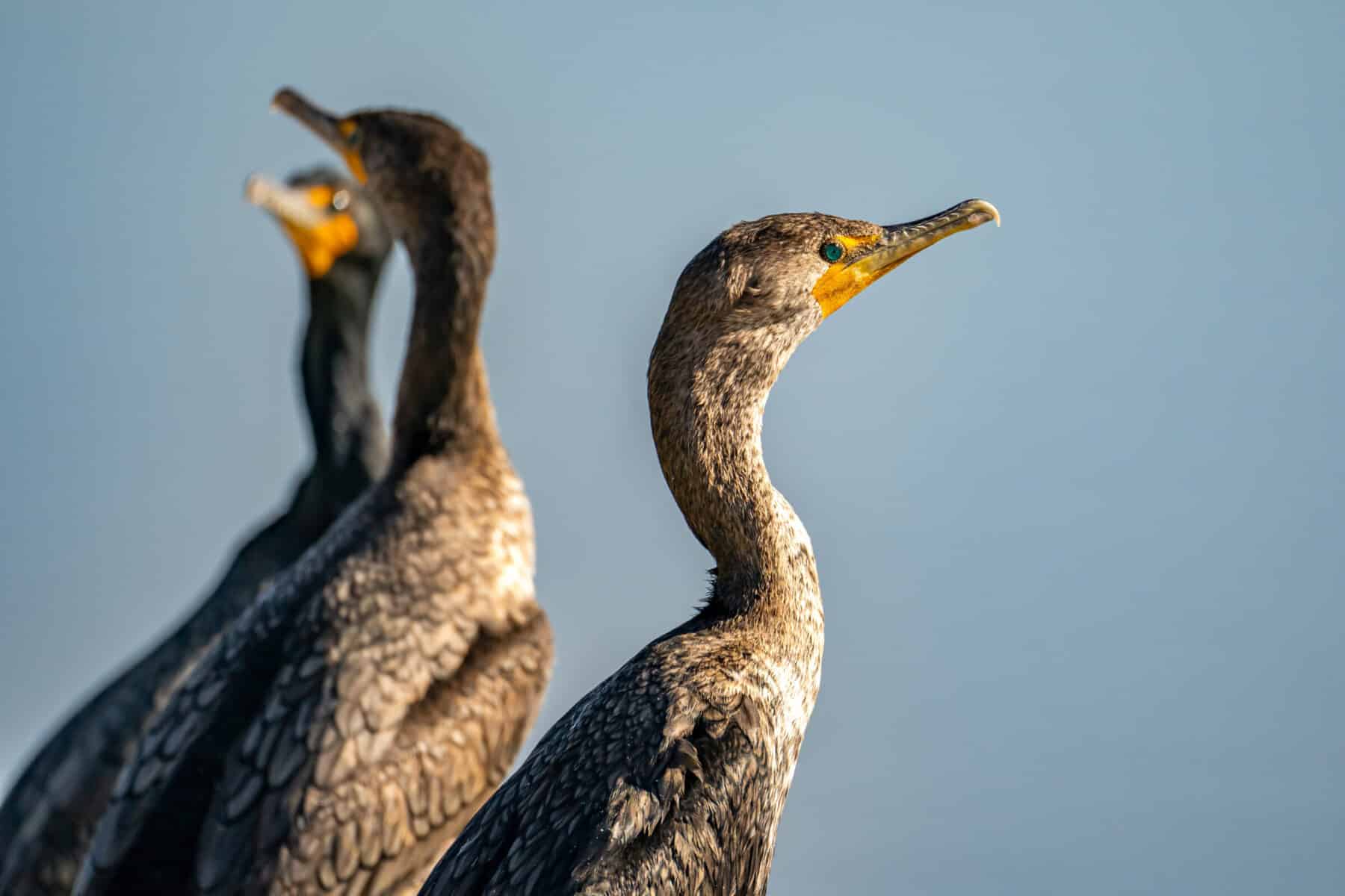 cormorants